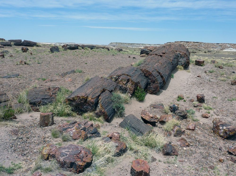 Giant logs FP (6).JPG